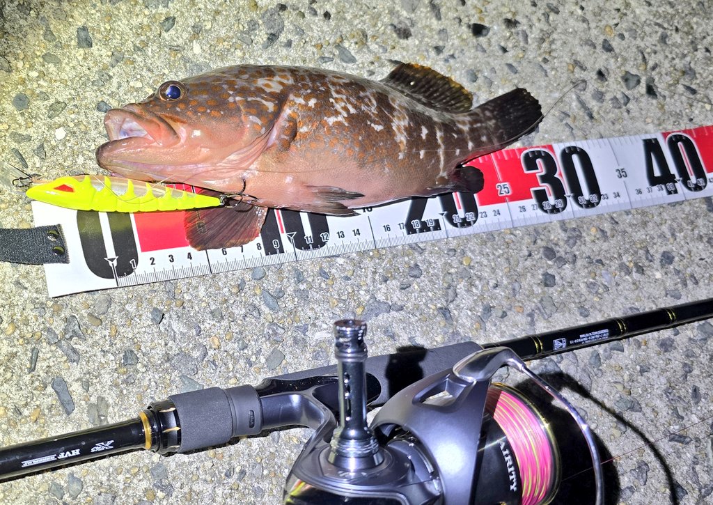 Taniyaaan1125's tweet photo. っしゃ！( ・`д・´)
これでまたエイの練習ができるぞい！

前回のキャスの後、
変な魚おじさんの動画で学んだ内容をアウトプットできるぞい！(・∀・)

エイ系YouTuber目指すべ！( ・`д・´)

そして、
ちゃっかり初めて尺サイズのキジハタが釣れてくれてご満悦(*´ー｀*) https://t.co/zfAEy5yPd0