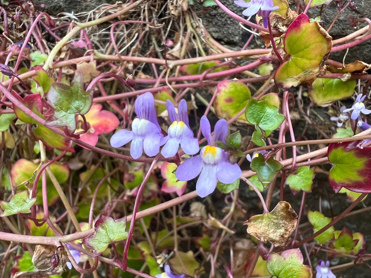 Young Leaders - Scottish Wildlife Trust (@scotwild_yl) on Twitter photo Continuing our theme of ‘Floral Focus’ to conclude the second week of #30DaysWild, young leader <a href="/LessWasteLaura/">Laura Young</a> shared some images she took during a visit to Dundee Riverside Nature Reserve! 😍🌸🌺🌷
Have you visited any nature reserves?🤔😁 Let us know in the comments!👇 Continuing our theme of ‘Floral Focus’ to conclude the second week of #30DaysWild, young leader <a href="/LessWasteLaura/">Laura Young</a> shared some images she took during a visit to Dundee Riverside Nature Reserve! 😍🌸🌺🌷
Have you visited any nature reserves?🤔😁 Let us know in the comments!👇