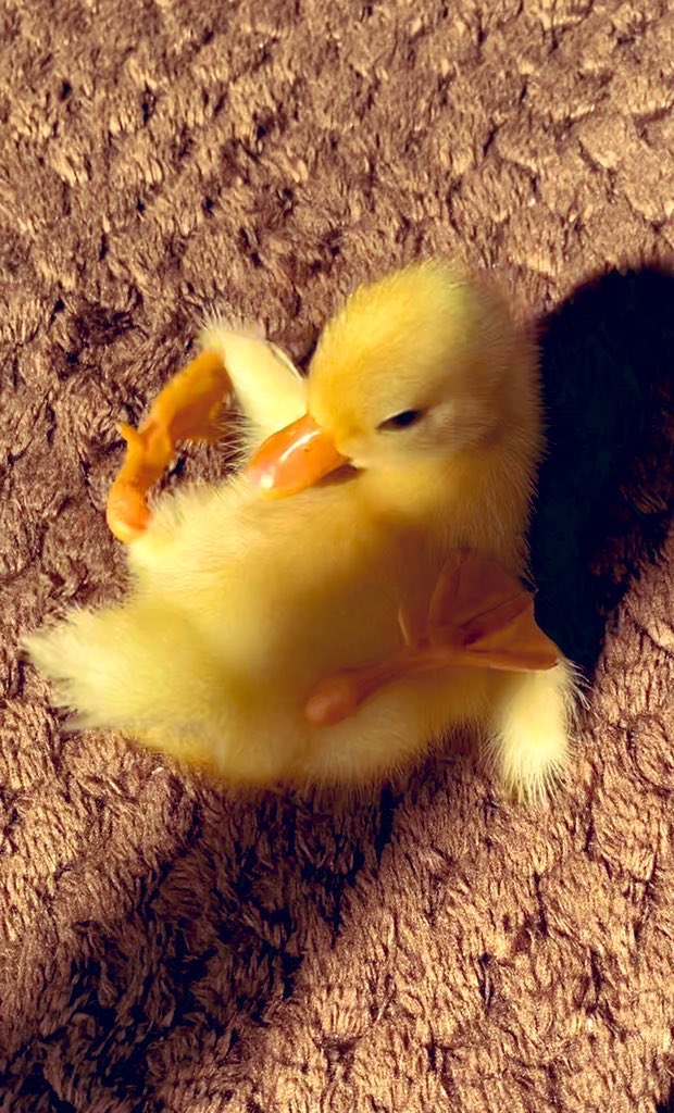 可愛い赤ちゃんでおやすみなさい🌙
明日は真面目に投稿します😐