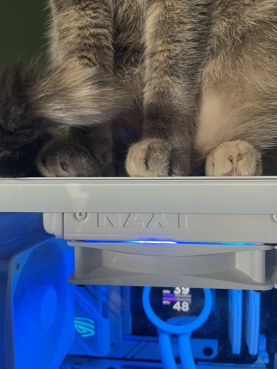 Quoi de plus mignon que des pattes de chat🥹