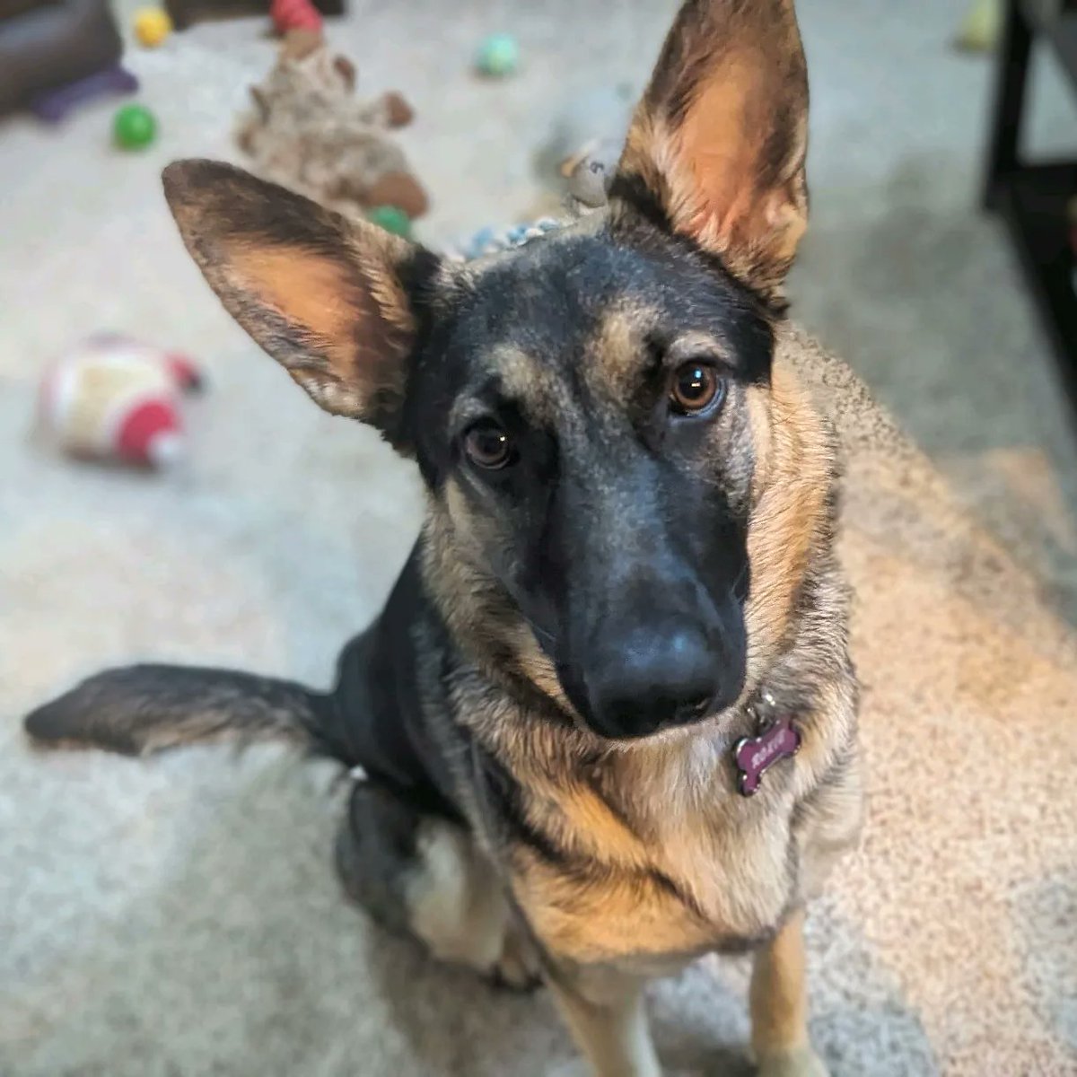 Dennis Lanius tweet media