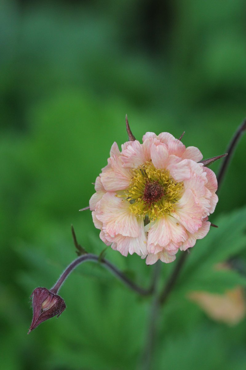 jannibele's tweet photo. A glimpse of my Geum varieties. I simply adore them.
#geum #avens #GardeningX https://t.co/oxdqeV2L01