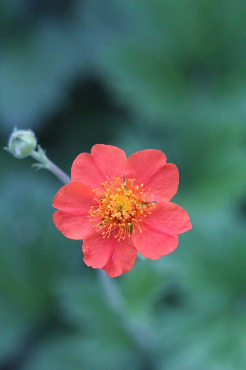 jannibele's tweet photo. A glimpse of my Geum varieties. I simply adore them.
#geum #avens #GardeningX https://t.co/oxdqeV2L01