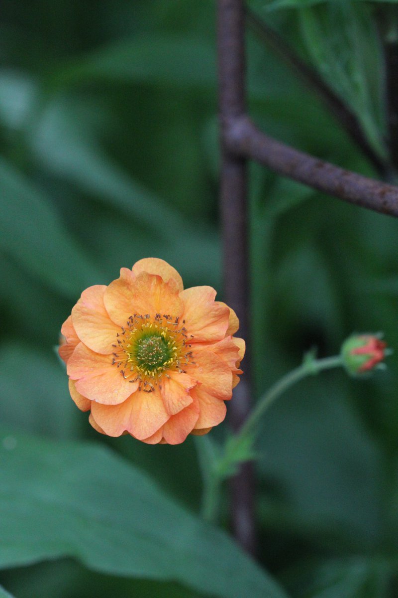 jannibele's tweet photo. A glimpse of my Geum varieties. I simply adore them.
#geum #avens #GardeningX https://t.co/oxdqeV2L01