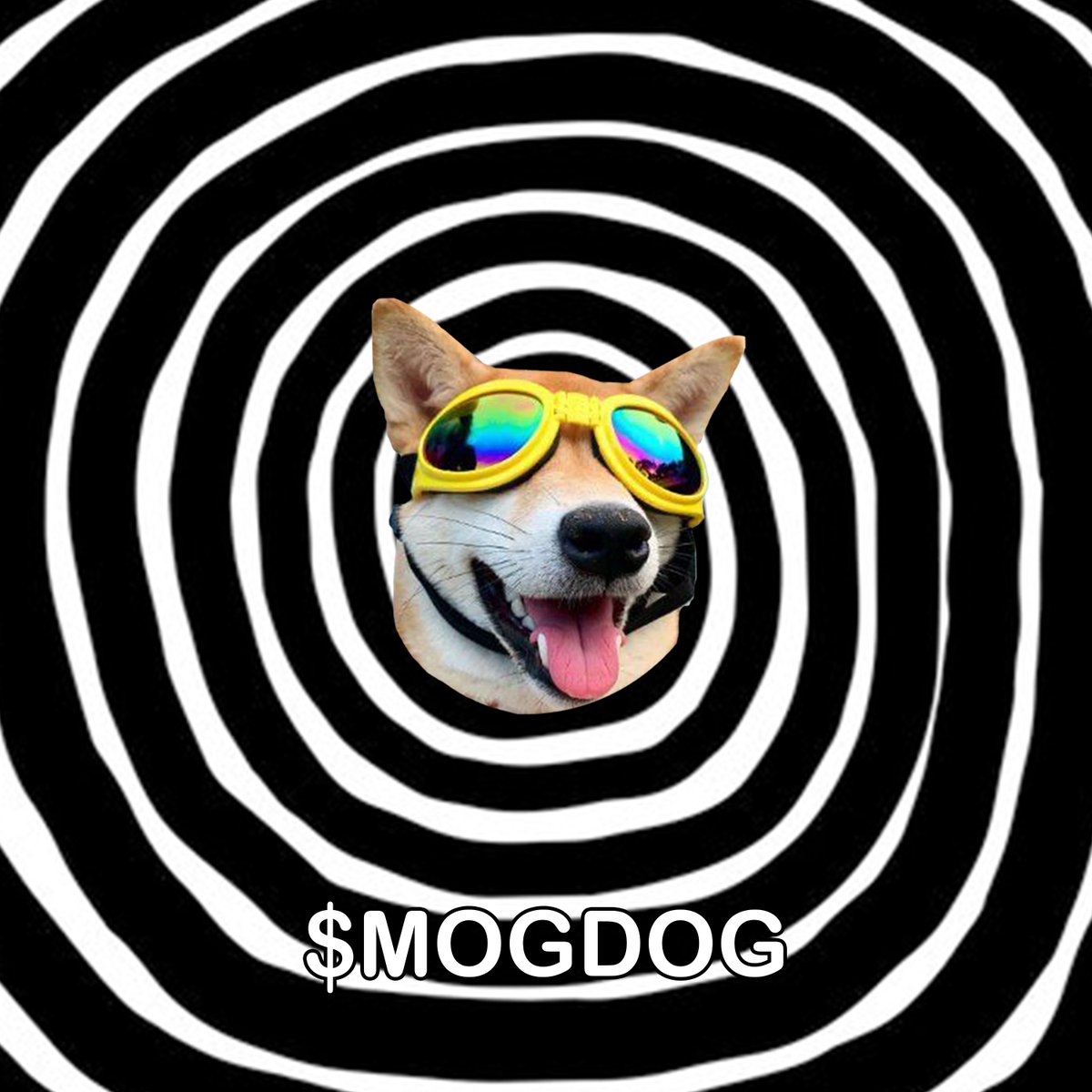 sup_cola's tweet photo. @renzofks @MOGDOG_SOLANA $MOGDOG SZN BABY 🫵🐶

Bzu1nWVKRFEn7FRumTNrTC4qqxtBaMCMBNY1z7ejpump https://t.co/XrZSqe77qs