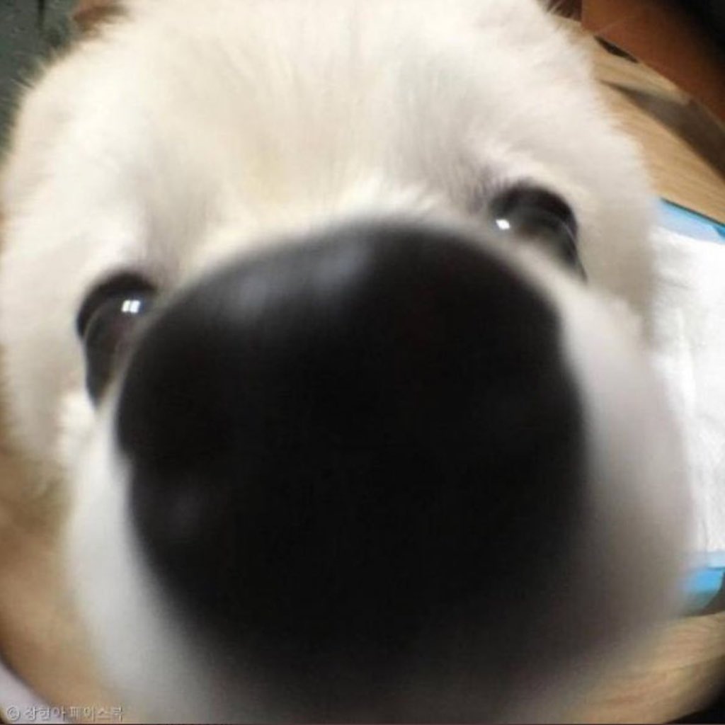 oyuna_fleet's tweet photo. 하 ... 뭔가 강아지 신령 같은거면 좋겠다

🐶 이보게.. 여기 아래일세...!
🍑 ...?
🐶 날 어서 안아들게. 
🍑 .......??????????

신력 다 떨어져서 원래 살던 곳으로 못감
강아지로 변해서 다시 신성한 기를 모으는중 강아지들의왕 강아지들의 아버지 강아지신령인데 
걍 개쬐깐함 https://t.co/GuMQpQXMUC