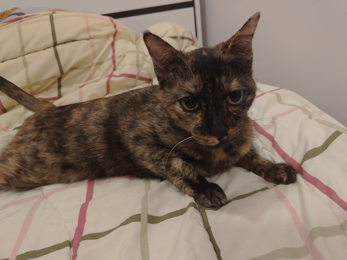 My cat is back! 🐱

She was still a little scared after staying in the hospital for several days,sits mostly under the bed.