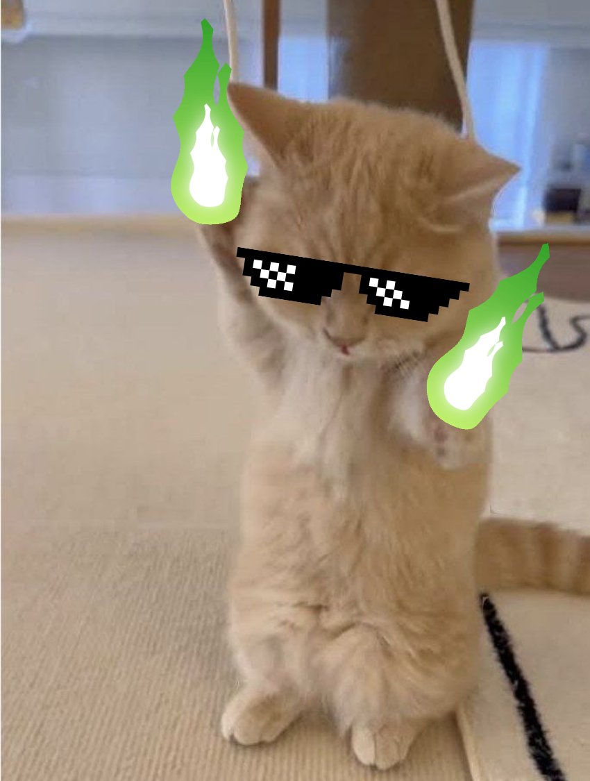 <a href="/Cobratate/">Andrew Tate</a> Meet KICHI, a tiny, adorable kitten with soft, fluffy fur and bright, curious eyes. She loves to explore her surroundings, chase after her favorite toys, and curl up in your lap for a cozy nap.

dexscreener.com/solana/7c5shnn…

CA: 6N43MrHhvApBsbfC3hmHvTE1YekEyQ2FY4nzKiGnpump