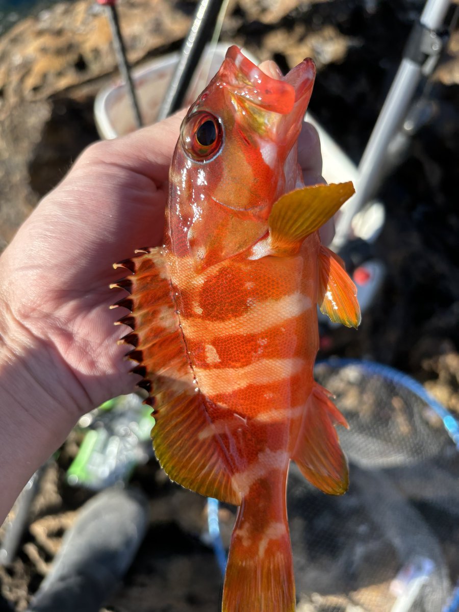 foo5134's tweet photo. 神子元島夜釣り

本命のヒラ、カンパチは不発で何故かイサキも全くいませんでした😟
何故か毎回釣れるヤガラ君 https://t.co/GQBkfulOma