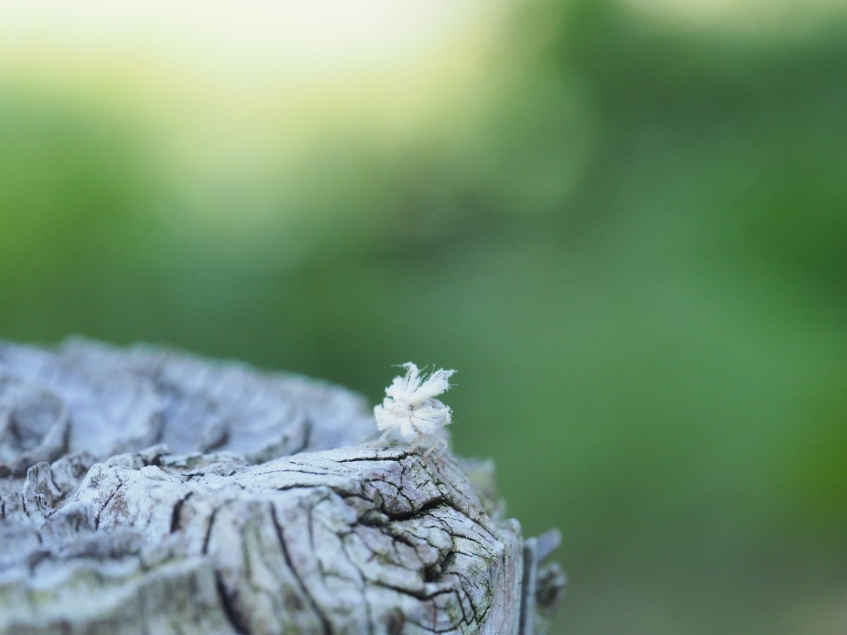 mieti_3's tweet photo. なんかフワフワな虫 #あじさいまつり #60macro #penf https://t.co/elwaFYStco