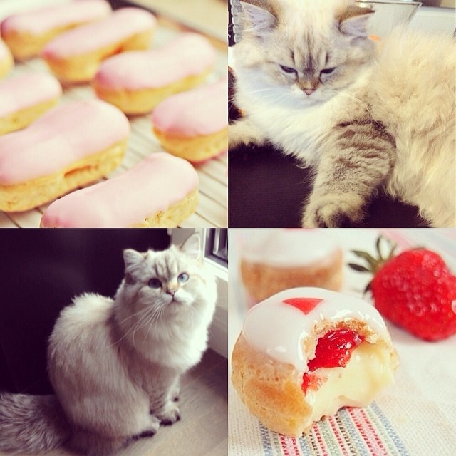 jxsayers's tweet image. 🥰❤️ ❤️

#cat #meme #u2u #U2DPN