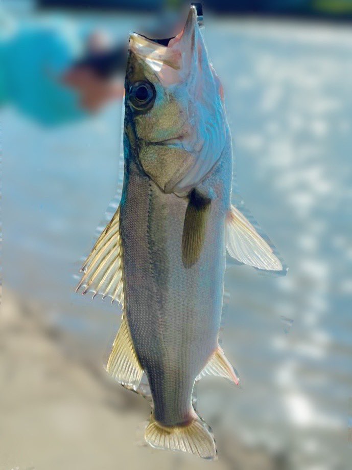 D97832037's tweet photo. 釣れたー!ありがとう🐟☺️🩵
いつも釣りの帰り道に、鯛焼きを買って帰るのだけど。
今日お店のおばちゃんに
「いつもありがとね☺️」
ってお言葉をかけてもらえて!
ホッコリと嬉しい気持ちになりました!
覚えてくれているなんて、嬉しくなっちゃうな〜😚
#シーバス
#デイゲーム
#コアマン
#ip10 https://t.co/Ovy1kZqukG