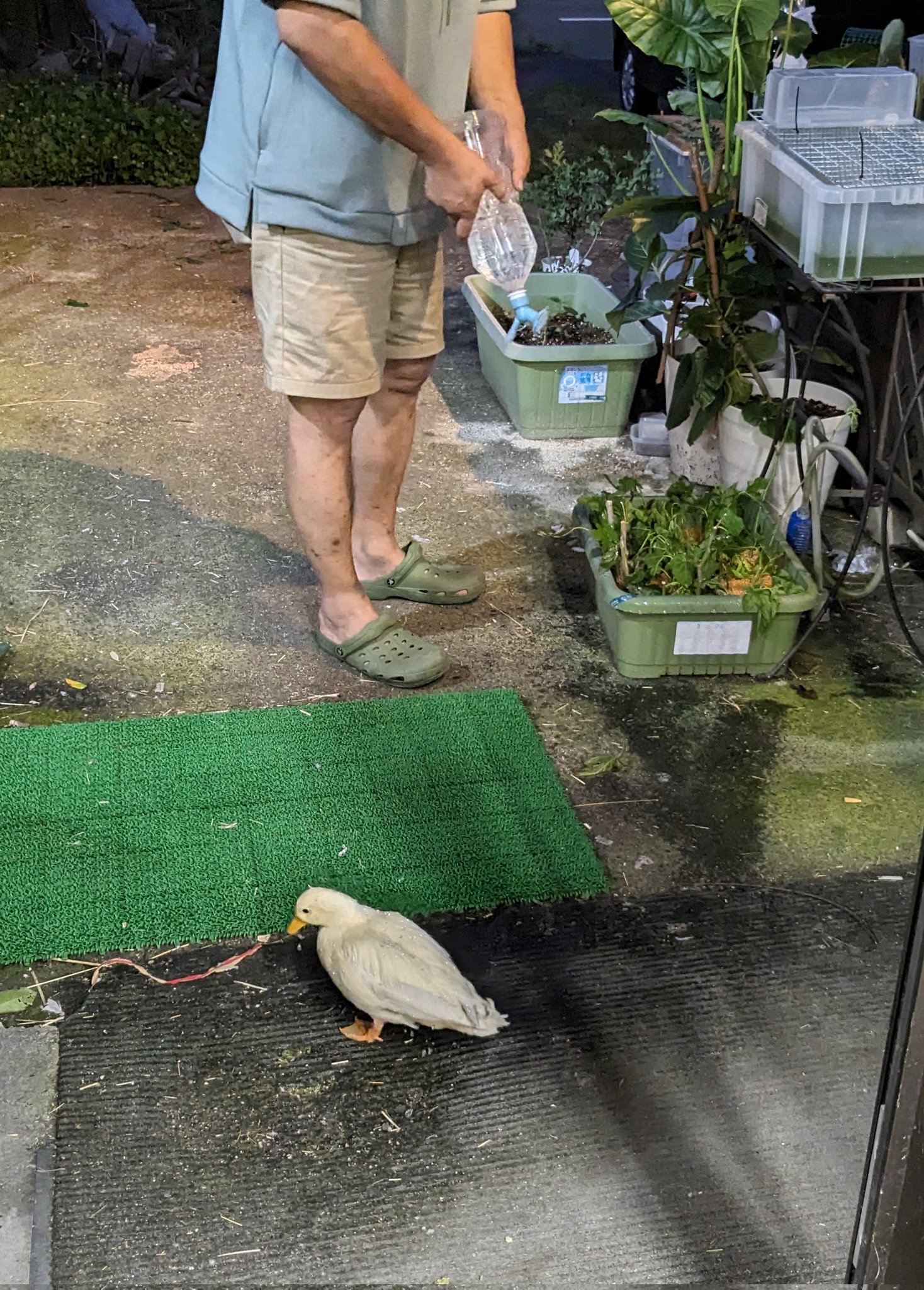 ピピちゃんページ Amazon.co.jp: さかざきちはる展ぴーちゃんと私とチーバくん缶