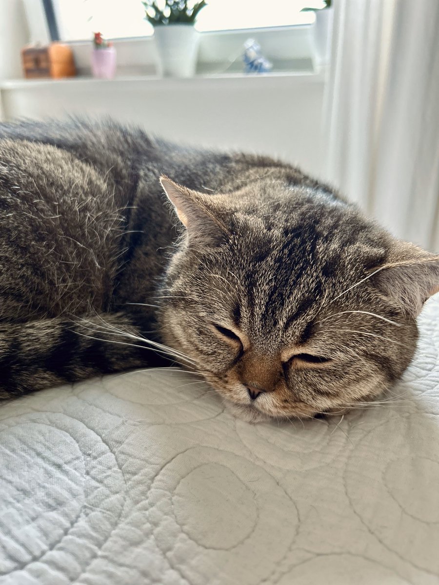 Geralt im Sonntagsmodus... 😴

Ich kann erst so nappen wenn Malenia und Malekith liegen, rein in #EldenRing ⚔️

LIVE🔴 twitch.tv/xlBaggy