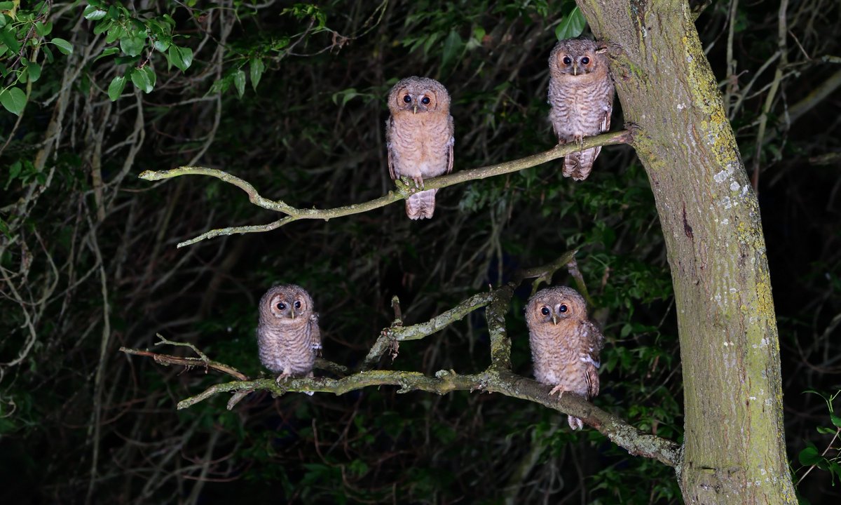 Kevin Robson (@khrimages) on Twitter photo Well you don't see that too often! ππ¦π¦π¦π¦#tawnyowlets #x4 <a href="/Natures_Voice/">RSPB</a> <a href="/CambridgeIndy/">Cambridge Independent</a> <a href="/FascinatingFens/">Fascinating Fens</a> Well you don't see that too often! ππ¦π¦π¦π¦#tawnyowlets #x4 <a href="/Natures_Voice/">RSPB</a> <a href="/CambridgeIndy/">Cambridge Independent</a> <a href="/FascinatingFens/">Fascinating Fens</a>