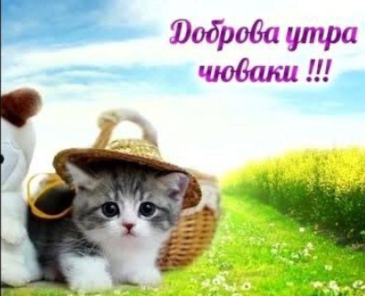 ᛖѧɍҁϊƖƖє Δѳƞѧϯѳ🌱 (@pompom_express) on Twitter photo 