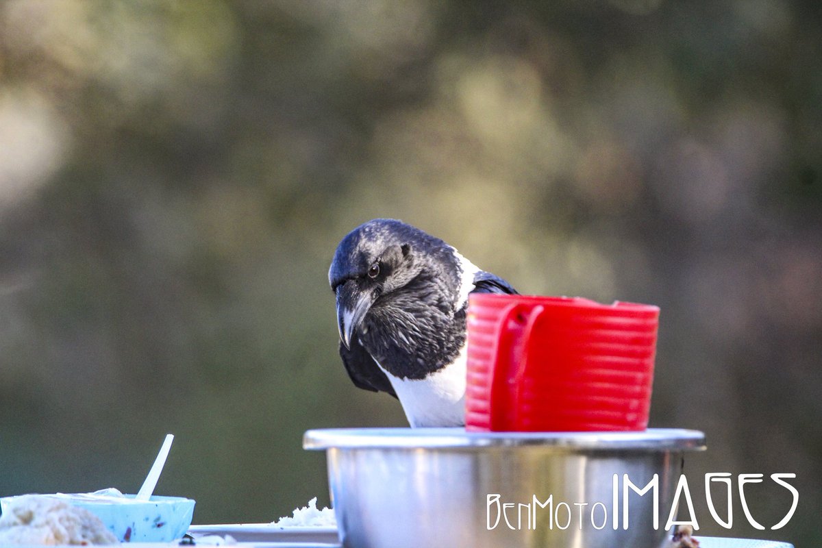 Pied Crow photographed in #Mutare #EasternHighlands #Zimbabwe #BirdsSeenIn2024 #birdphotography #wildlife #nature #NaturePhotograhpy #120birdsforconservation <a href="/bchiketo/">Bernard Chiketo</a> <a href="/MemoryHanisi/">Memorie Hanisi</a> <a href="/normatsopo/">Norma Tsopo</a> <a href="/kndlela55/">Khulisani Ndlela</a> <a href="/Britnatureguide/">The British Nature Guide</a> <a href="/earthmaga/">ScorchedEarth</a> <a href="/Kenyabirder/">Kenyanbirder</a> <a href="/mukwendengwe/">Birdman</a>