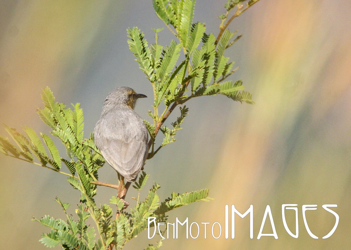 Red-faced Crombec photographed in #Mutare #EasternHighlands #Zimbabwe #BirdsSeenIn2024 #birdphotography #wildlife #nature #NaturePhotograhpy #120birdsforconservation <a href="/bchiketo/">Bernard Chiketo</a> <a href="/MemoryHanisi/">Memorie Hanisi</a> <a href="/normatsopo/">Norma Tsopo</a> <a href="/kndlela55/">Khulisani Ndlela</a> <a href="/Britnatureguide/">The British Nature Guide</a> @earthmaga <a href="/Kenyabirder/">Kenyanbirder</a> <a href="/mukwendengwe/">Birdman</a>