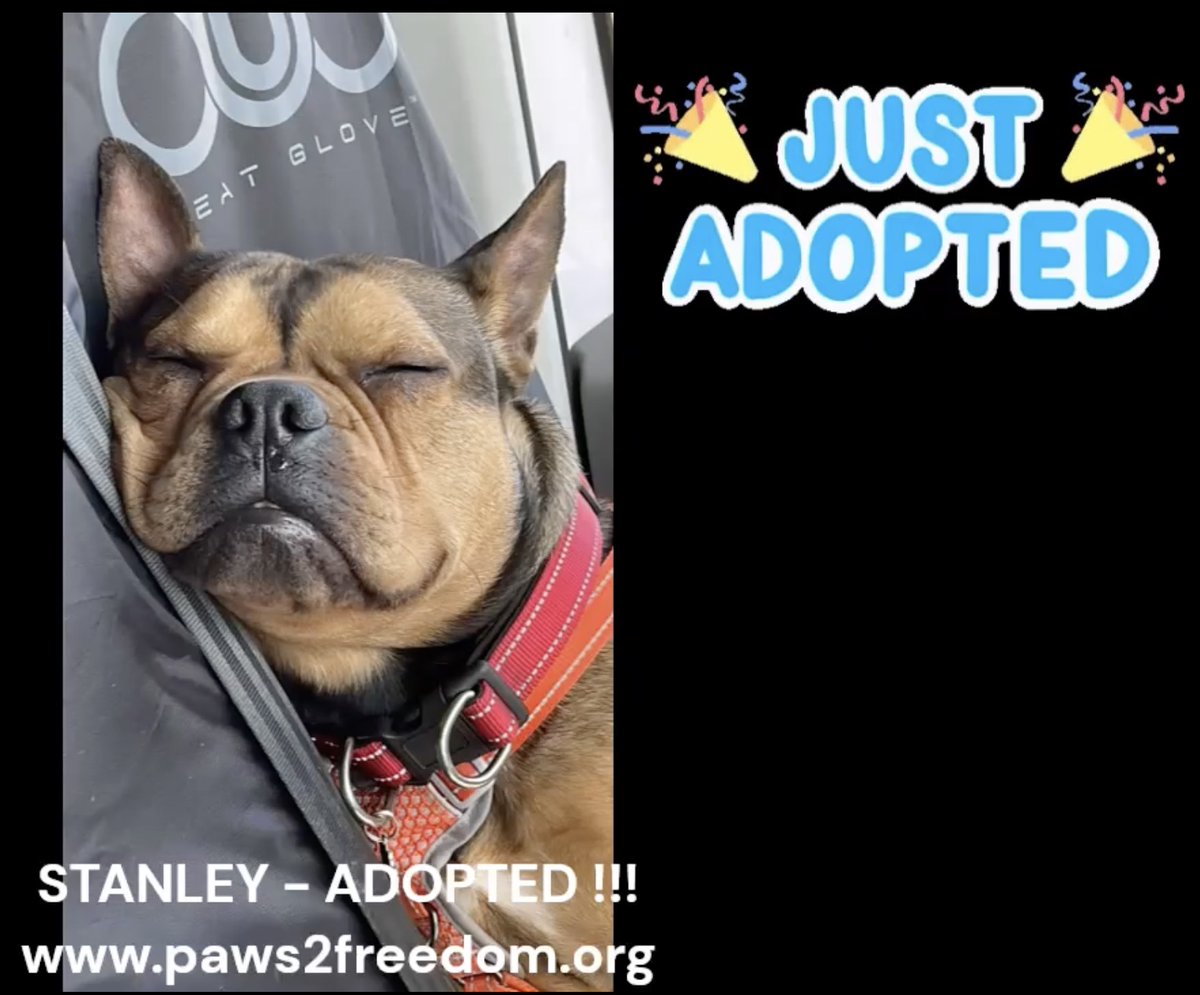 Paws2Freedom's tweet image. Adoption update: Stanley is now living with his new family. This lucky boy was adopted by the most wonderful couple and is healing two hearts following the devastating loss of their previous companion dog. Be happy xx facebook.com/paws2freedom/v… #dogrescue #dogfoster #Cornwall #Devon