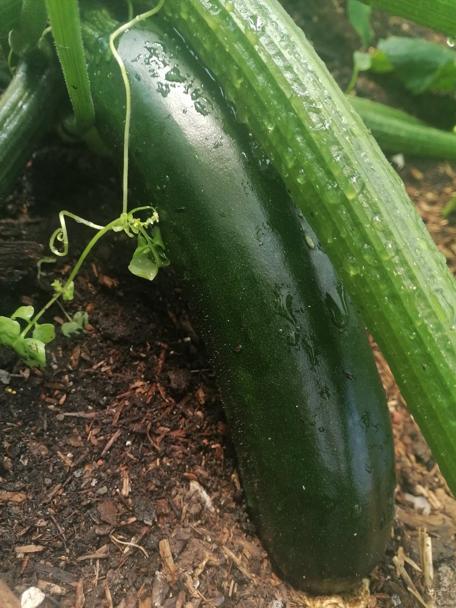 Veg is thriving 💕