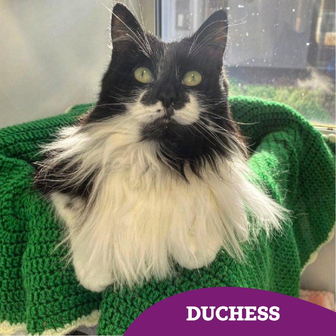 Last but by no means least, Duchess (9)! 

Duchess is an independent girly but she would love nothing more than to spend a lazy Sunday snoozing in the sun, and then curl up next to you on the sofa for an afternoon nap 🥰 

Find out more 👇🏻 
cats.org.uk/findacatform/?…

(Part 8)