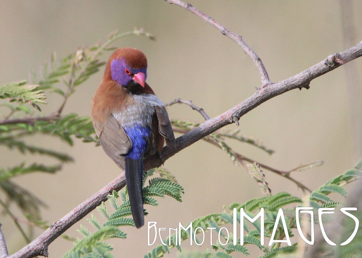 The Explorer (@zimexplorer) on Twitter photo Violet-eared Waxbill photographed in #Mutare #EasternHighlands #Zimbabwe #BirdsSeenIn2024 #birdphotography #wildlife #nature #NaturePhotograhpy #120birdsforconservation <a href="/bchiketo/">BenMoto</a> <a href="/MemoryHanisi/">Memorie Hanisi</a> <a href="/normatsopo/">Norma Tsopo</a> <a href="/kndlela55/">Khulisani Ndlela</a> <a href="/Britnatureguide/">The British Nature Guide</a> @earthmaga <a href="/Kenyabirder/">Kenyanbirder</a> <a href="/mukwendengwe/">Birdman</a> Violet-eared Waxbill photographed in #Mutare #EasternHighlands #Zimbabwe #BirdsSeenIn2024 #birdphotography #wildlife #nature #NaturePhotograhpy #120birdsforconservation <a href="/bchiketo/">BenMoto</a> <a href="/MemoryHanisi/">Memorie Hanisi</a> <a href="/normatsopo/">Norma Tsopo</a> <a href="/kndlela55/">Khulisani Ndlela</a> <a href="/Britnatureguide/">The British Nature Guide</a> @earthmaga <a href="/Kenyabirder/">Kenyanbirder</a> <a href="/mukwendengwe/">Birdman</a>