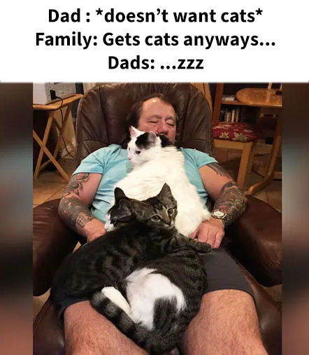 Nyan Heroes tweet media