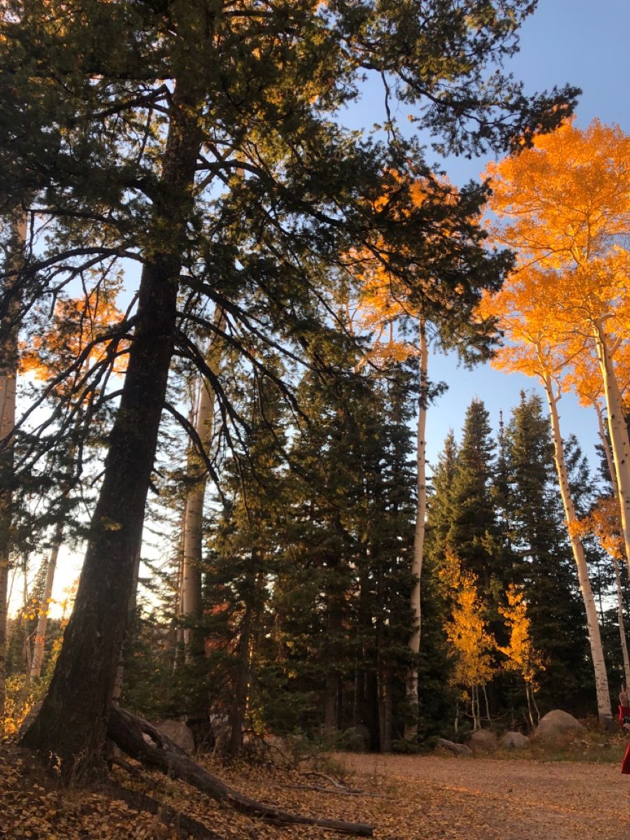 thespookygirll's tweet photo. pov: it’s a sunday afternoon. it’s chilly outside and you’re making cookies and your house smells like pumpkin spiced 🎃🍂 https://t.co/XJhwQnRNqL