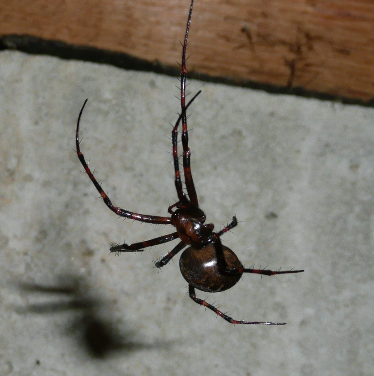 Fant denne fine skapningen i krypkjelleren på hytta 😍