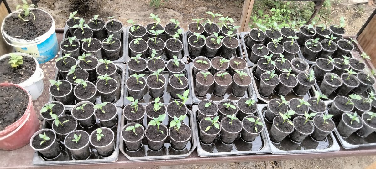 Father/Son Peppers.
A few of our Pablano peppers added to several thousand Mexican peppers we grow here in Ukraine.