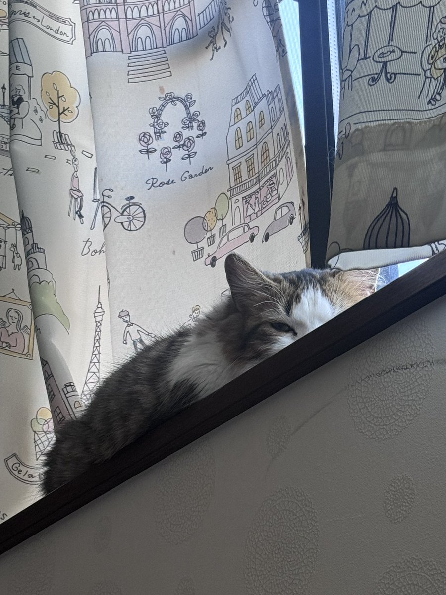 Slno2lo's tweet photo. グミガエル🐱 https://t.co/DObhNpJgT0