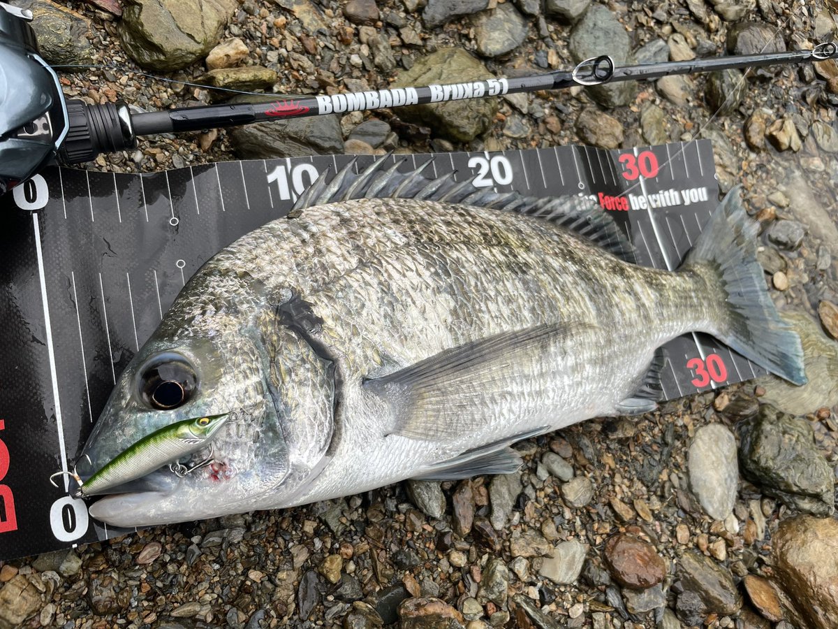 箱付き BOMBADA Bruxa51 ボンバダ ブルーシャ ボンバダ ブルーシャ51