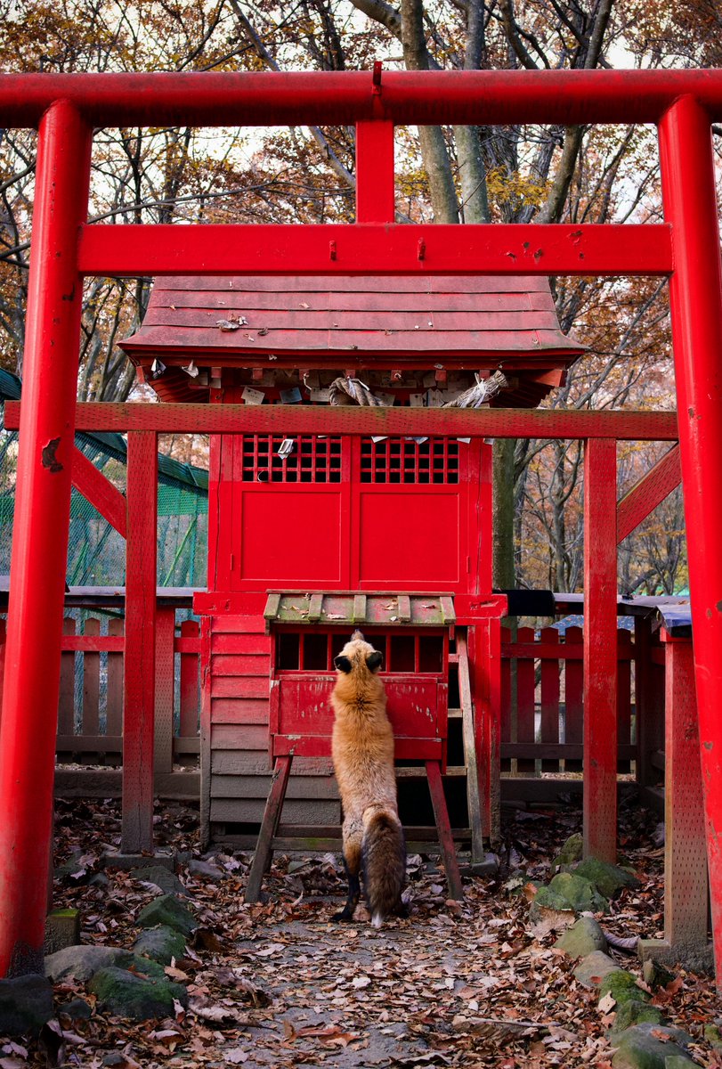 おまいりふぉっくす