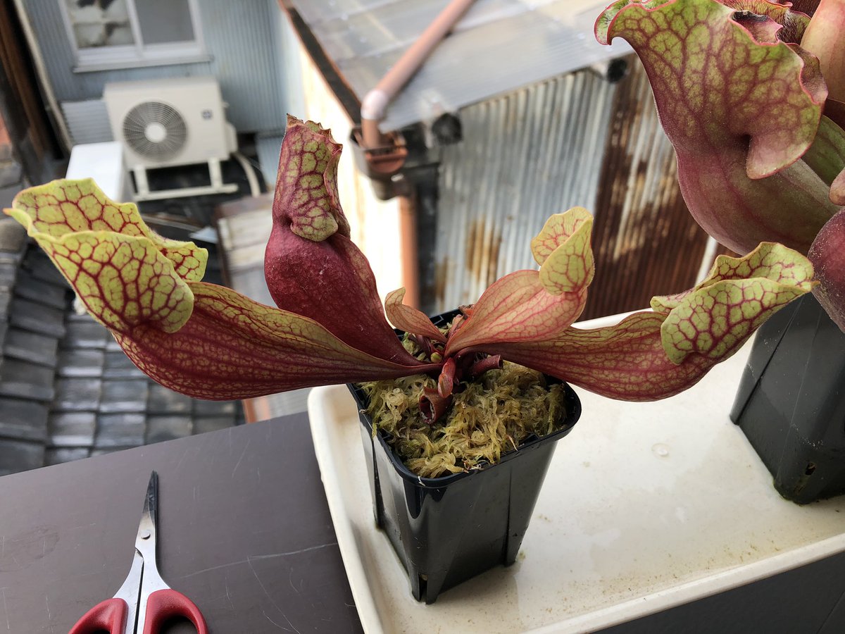 NY68915817's tweet image. S.purpurea ssp. venosa, Tatnall Co., divisions
こちらも古葉を整理したので少しさみしい草姿ですが、赤と黄緑のコントラストがきれいです✨
#sarracenia