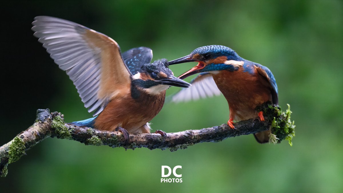 Draycott Photography tweet media