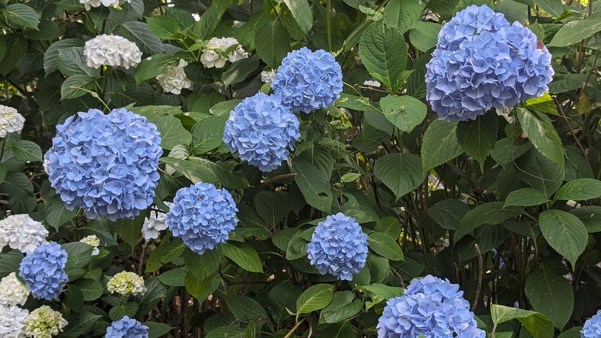 ORoadster's tweet image. 橋本あじさいまつり