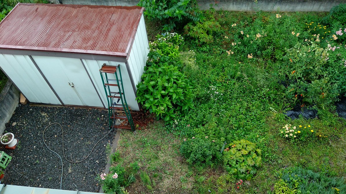 htada123's tweet photo. 2024年から家庭菜園やります。
画像は2023年9月くらいかな。雑草・植えてないのに咲いてきた花。綺麗にします。 https://t.co/IYDjd93SZy