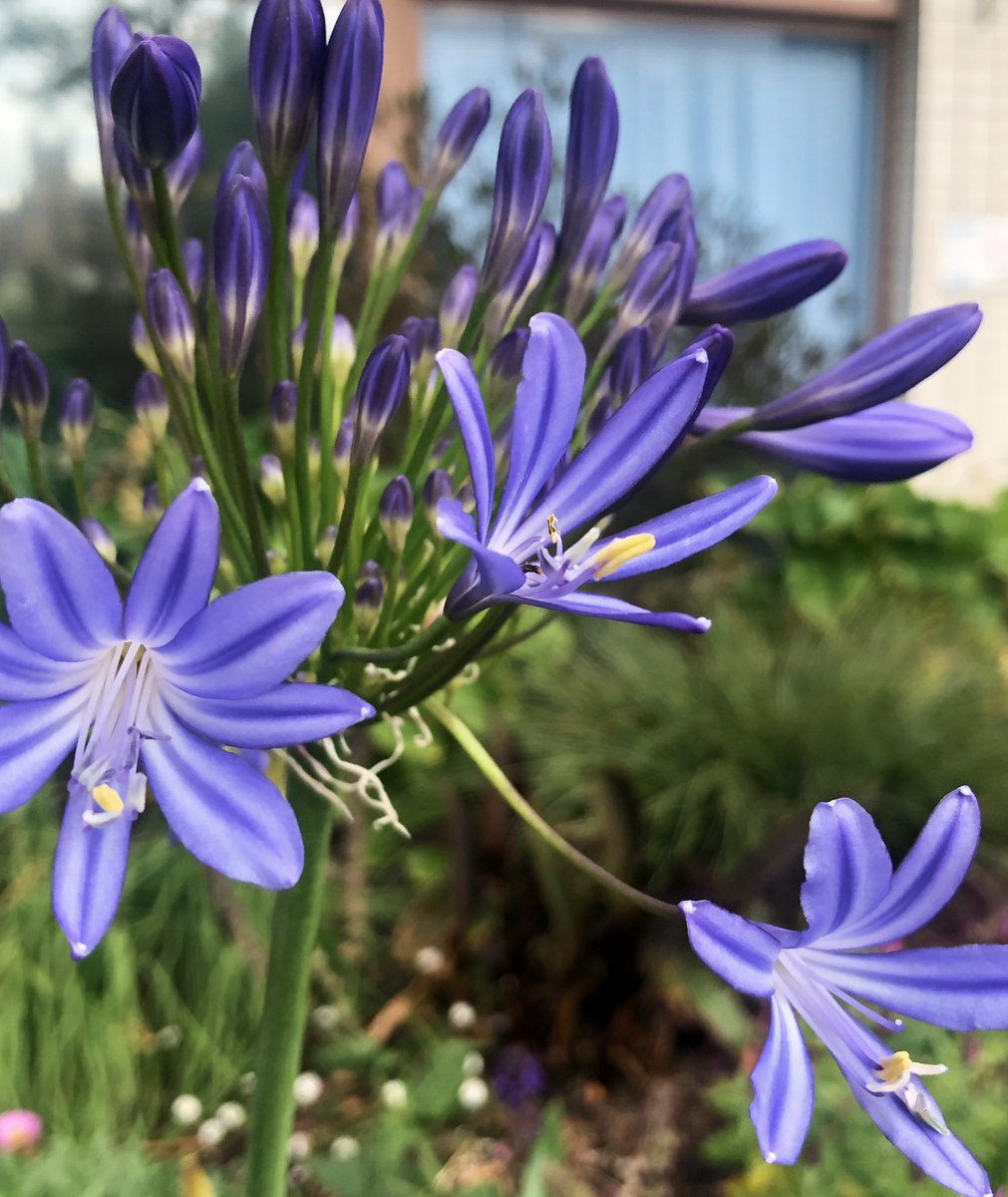 🌱GreenFingers tweet media