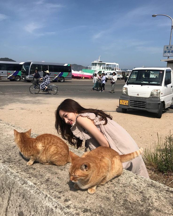 TypicalHyewon's tweet photo. Ngobrol sama aku? (atau kucing-kucing oyennya) 🐈 https://t.co/etoK1WQDPs