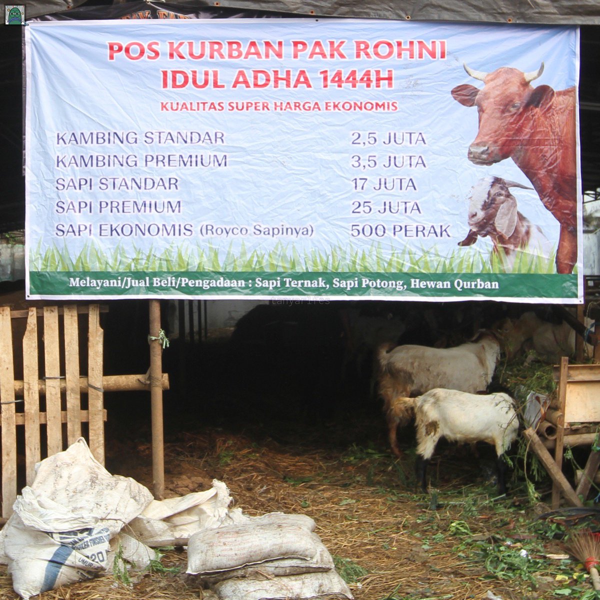 💚 niat cape cape kerja buat beli kurban, taunya cuman sanggup beli yang ekonomis