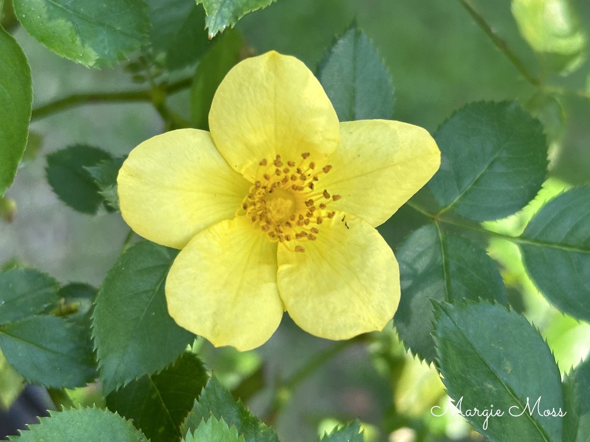 mm91987's tweet photo. Good morning, everyone. This is Baby Love shrub rose, it has the tiniest flowers. Happy Father’s Day to all the dads, wherever you may be. Have a safe and peaceful day. #Sundayyellow #GardeningTwitter #GardeningX https://t.co/dggouLK8BJ