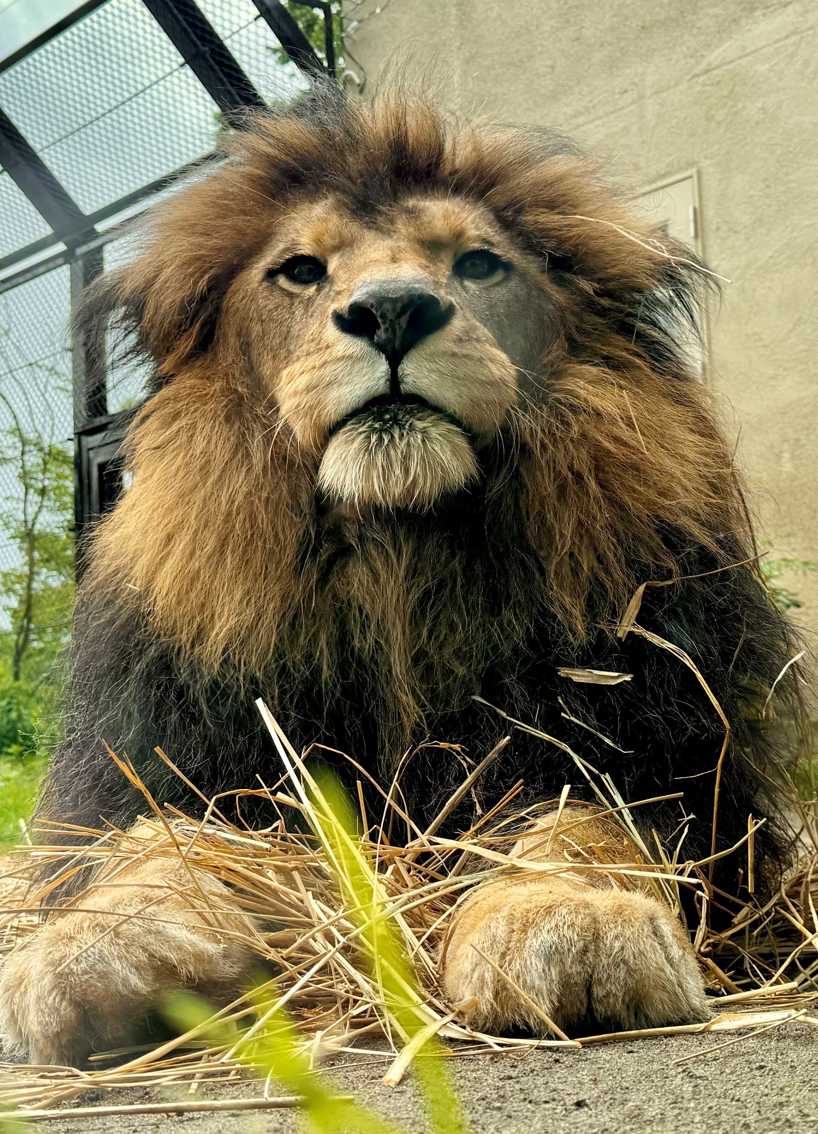 しばライオン 幼少期のシンバ！セガプライズ ディズニー『ライオン・キング