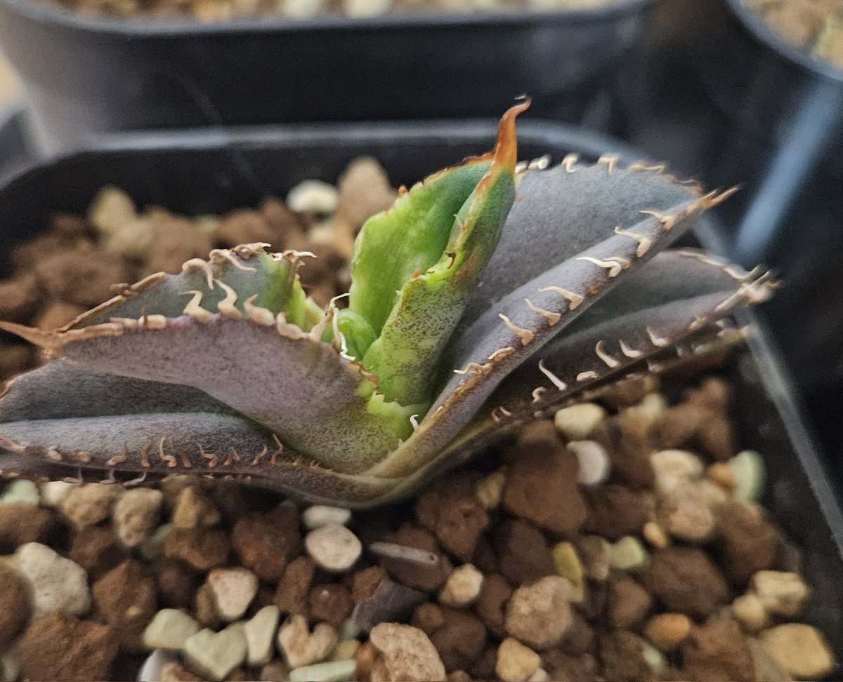 LED39088061's tweet photo. アガベの葉が変な感じになってしまいました、これは虫が原因でしょうか？ご意見下さい！🥲 https://t.co/LeIvEodOiv