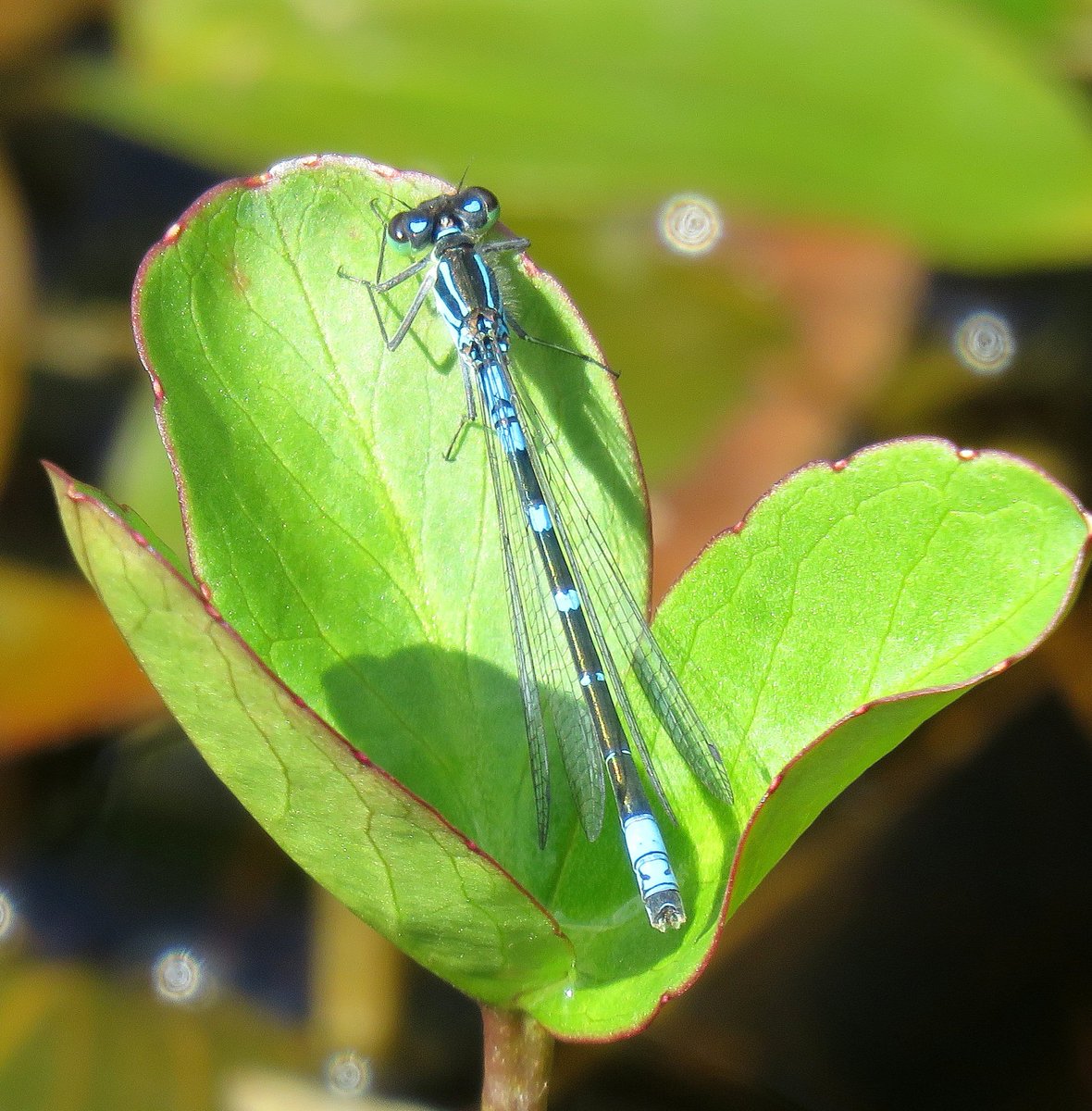 JohnMathers1's tweet photo. Nice visit to RSPB Montiaghs Moss Nature Reserve this morning produced 3x Irish Damselfly, vastly outnumbered by Variable Damselfly. No Marsh frits seen @RSPBNI @UlsterWildlife @BioDataCentre https://t.co/RRYJF8174F