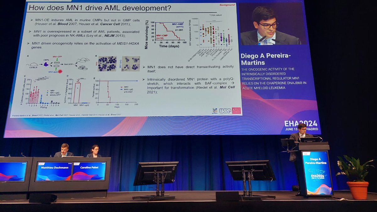 dap_martins's tweet image. Finishing #EHA2024 with this amazing opportunity to present our latest results on MN1-driven AMLs! Very grateful to the @EHA_Hematology scientific committee, to my mentor @SchuringaJan and all the members of the @SchuringaLab, @QuekLab and #RegoLab that contributed to this story!