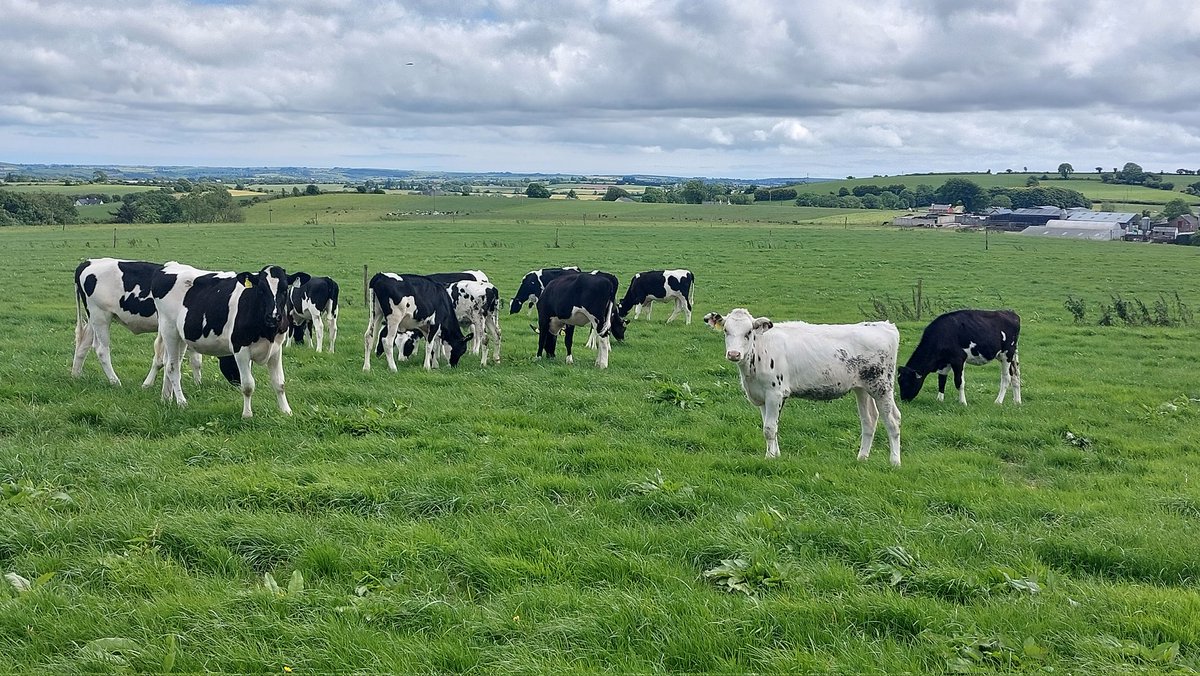 We are offering a large bunch of heifers for sale. A selection of Autumn 23, early and late spring 24 are available. 
🔥 Dams to EX92
🔥 Milk to 12800kgs, 5.35%F , 3.84%P
🔥 Sires : RocknRoll, Miura, Topmodel, Slash, Marcello, Hailstone,  Chilli, Francis, Jubilaris, M. Webber