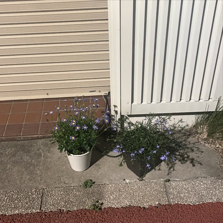 tmk55009117's tweet photo. 花 https://t.co/v7TKctTnPR