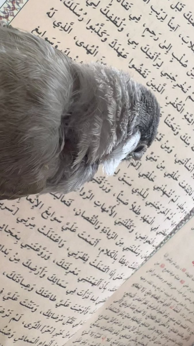 حتى البلبل يسوي أعمال أنت شعذرك ؟