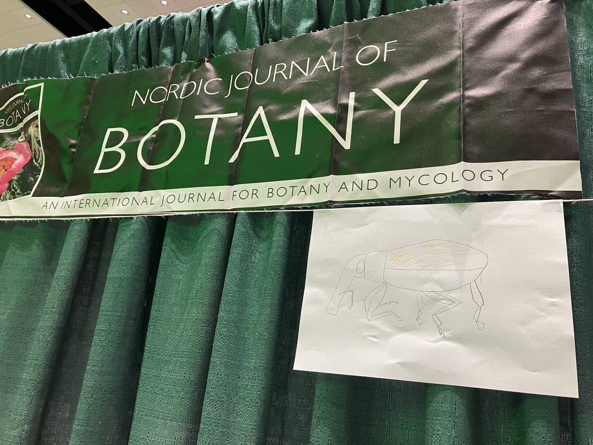 NordicJBotany's tweet photo. NJB is now all set up at #Botany2024 and @bisayanbotanist started off our competition to win a t-shirt with her drawing of Larinus planus! Come see us at booth #6, talk about publishing and pick up swag! https://t.co/xuP8fC7tMG