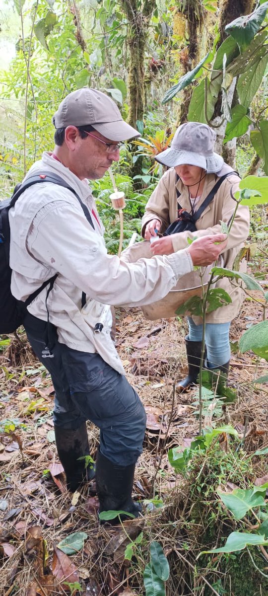 <a href="/gabidoria/">Gabriela Doria, PhD</a> <a href="/jbotanicomed/">Jardín Botánico de Medellín</a> Gracias a ustedes por permitirnos explorar esta diversidad de insectos de la #ReservaElCentello. Seguiré contándoles que encontramos en chinches #Heteroptera. Pero por ahora, muchos Miridae, con datos de sus plantas asociadas, y un fabuloso 𝘈𝘱𝘪𝘰𝘮𝘦𝘳𝘶𝘴.
